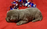 Prince , a male Labrador Retriever for sale in Centralia, IL – 5 of 6