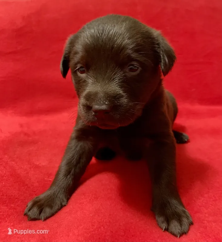Remi – Labrador Retriever puppy for sale in Centralia, IL