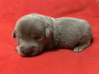 Bentley, a male Labrador Retriever for sale in Centralia, IL – 5 of 6