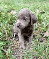 Lucy , a female Labrador Retriever for sale in Centralia, IL – 3 of 9