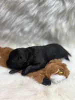 Black Jack , a male Labrador Retriever for sale in Centralia, IL – 2 of 6