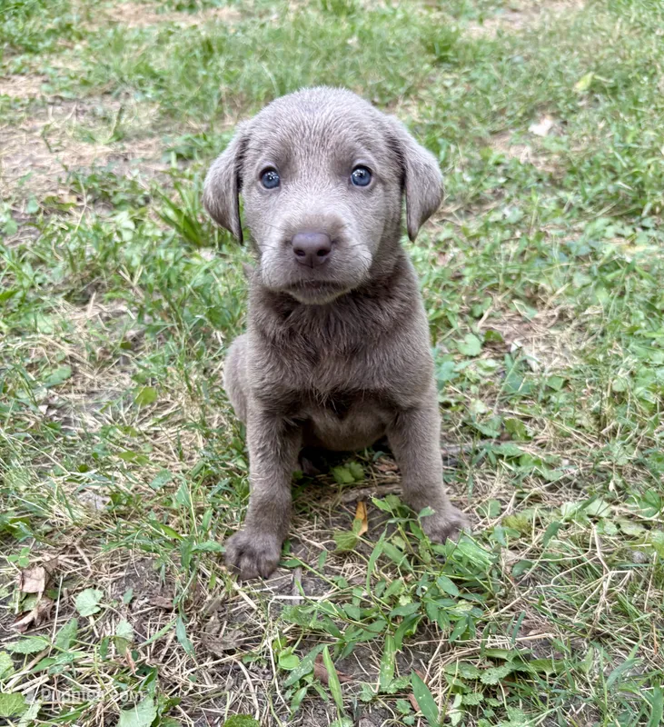Magnum – Labrador Retriever puppy for sale in Centralia, IL