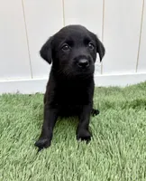 Ash , a male Labrador Retriever for sale in Centralia, IL – 3 of 10