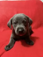 Sofia , a female Labrador Retriever for sale in Centralia, IL – 7 of 7