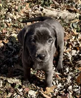 Ember, a female Labrador Retriever for sale in Centralia, IL – Photo 1 of 10