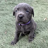 Ember, a female Labrador Retriever for sale in Centralia, IL – Photo 3 of 10