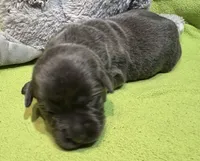 Ember, a female Labrador Retriever for sale in Centralia, IL – Photo 6 of 10