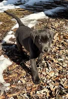 Ember, a female Labrador Retriever for sale in Centralia, IL – Photo 2 of 10