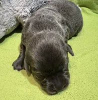 Ember, a female Labrador Retriever for sale in Centralia, IL – Photo 4 of 10