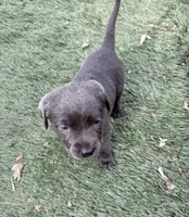 Ember, a female Labrador Retriever for sale in Centralia, IL – Photo 7 of 10