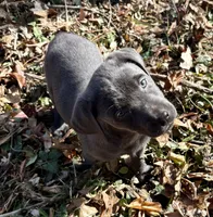 Ember, a female Labrador Retriever for sale in Centralia, IL – Photo 10 of 10
