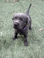 Ember, a female Labrador Retriever for sale in Centralia, IL – Photo 9 of 10