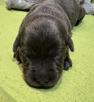 Ember, a female Labrador Retriever for sale in Centralia, IL – Photo 5 of 10