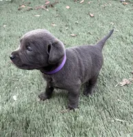 Ember, a female Labrador Retriever for sale in Centralia, IL – Photo 8 of 10