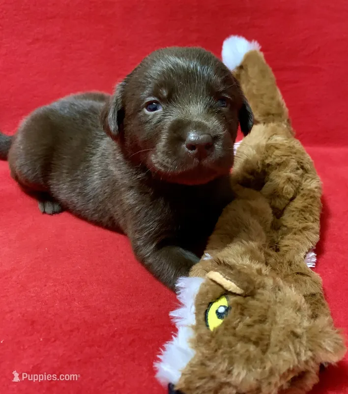 River – Labrador Retriever puppy for sale in Centralia, IL