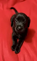 Midnight , a female Labrador Retriever for sale in Centralia, IL – 2 of 5