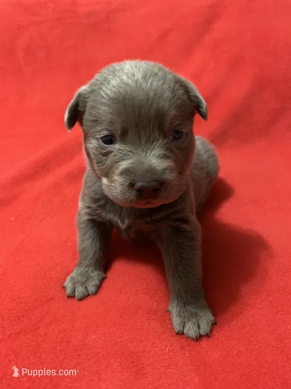 Daisy – Labrador Retriever puppy for sale in Centralia, IL
