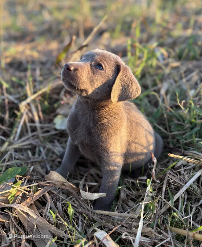 Remi  – Labrador Retriever puppy for sale in Centralia, IL