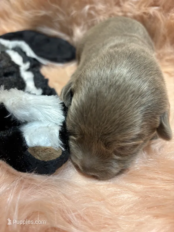Remi  – Labrador Retriever puppy for sale in Centralia, IL
