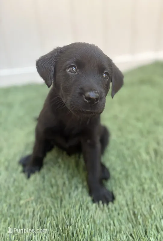 Ash  – Labrador Retriever puppy for sale in Centralia, IL