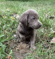 Lucy , a female Labrador Retriever for sale in Centralia, IL – 4 of 9