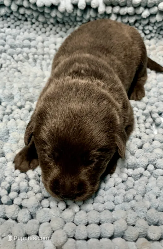 Rocky  – Labrador Retriever puppy for sale in Centralia, IL
