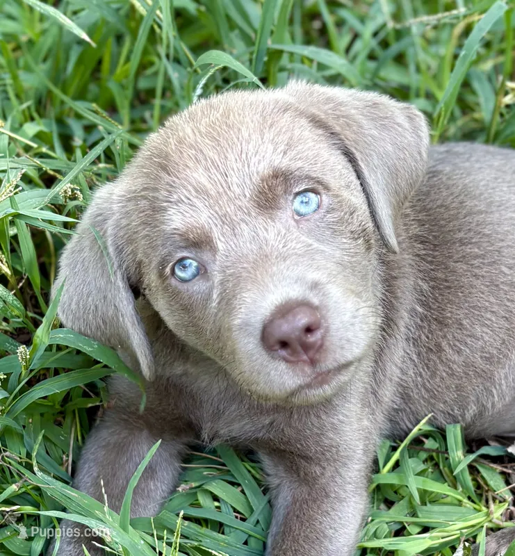 Daisy – Labrador Retriever puppy for sale in Centralia, IL