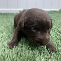 River, a female Labrador Retriever for sale in Centralia, IL – 2 of 8