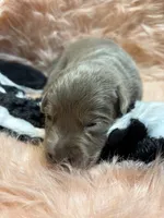 Remi , a female Labrador Retriever for sale in Centralia, IL – 4 of 5