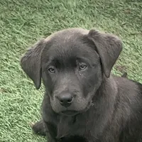 Smoke, a male Labrador Retriever for sale in Centralia, IL – Photo 1 of 10