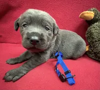 Ash, a male Labrador Retriever for sale in Centralia, IL – Photo 4 of 8