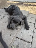 Smoke, a male Labrador Retriever for sale in Centralia, IL – Photo 10 of 10