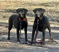 Ash, a male Labrador Retriever for sale in Centralia, IL – Photo 2 of 8
