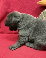 Ash, a male Labrador Retriever for sale in Centralia, IL – Photo 8 of 8