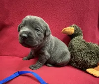 Ash, a male Labrador Retriever for sale in Centralia, IL – Photo 3 of 8