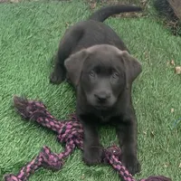 Smoke, a male Labrador Retriever for sale in Centralia, IL – Photo 2 of 10