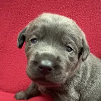 Ash, a male Labrador Retriever for sale in Centralia, IL – Photo 1 of 8