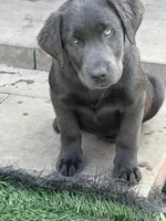 Smoke, a male Labrador Retriever for sale in Centralia, IL – Photo 8 of 10