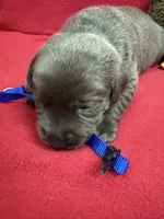 Ash, a male Labrador Retriever for sale in Centralia, IL – Photo 6 of 8