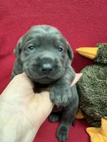 Ash, a male Labrador Retriever for sale in Centralia, IL – Photo 7 of 8