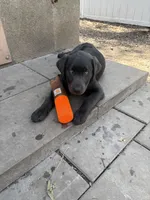 Smoke, a male Labrador Retriever for sale in Centralia, IL – Photo 9 of 10