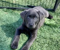 Smoke, a male Labrador Retriever for sale in Centralia, IL – Photo 7 of 10