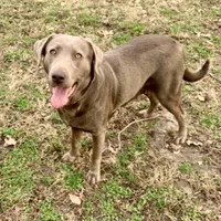 Smoke, a male Labrador Retriever for sale in Centralia, IL – Photo 6 of 10