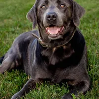 Smoke, a male Labrador Retriever for sale in Centralia, IL – Photo 5 of 10