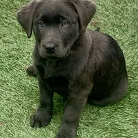 Smoke, a male Labrador Retriever for sale in Centralia, IL – Photo 3 of 10
