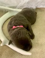 Remi, a female Labrador Retriever for sale in Centralia, IL – 6 of 7