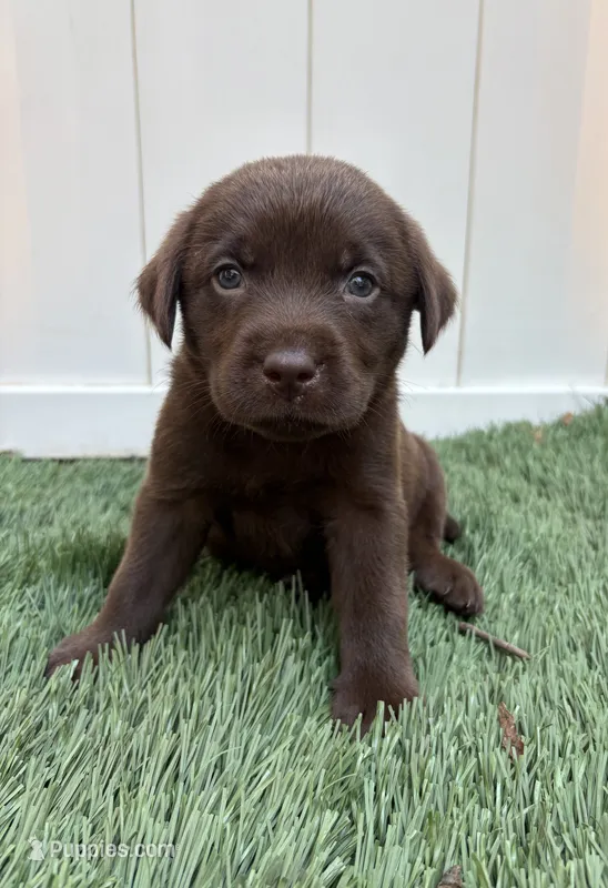 River – Labrador Retriever puppy for sale in Centralia, IL