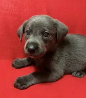 Sofia , a female Labrador Retriever for sale in Centralia, IL – 6 of 7