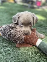 Bella, a female Labrador Retriever for sale in Centralia, IL – 4 of 4