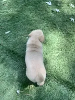 Sophia , a female Labrador Retriever for sale in Centralia, IL – 3 of 6